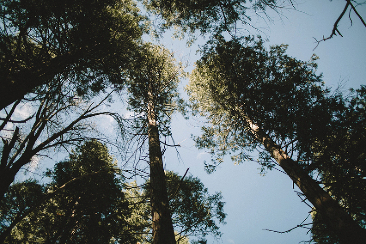 tall oak trees